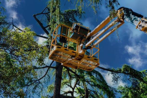 Professional  Tree Services in Briarcliff Manor, NY