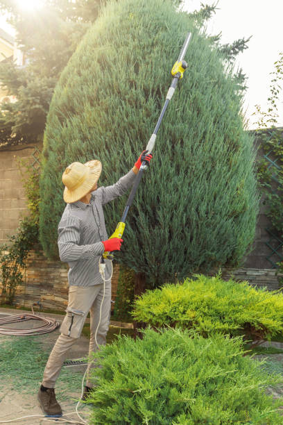 Best Pest Control for Lawns  in Briarcliff Manor, NY